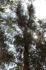 The sun's rays break through the dense foliage of the tree.