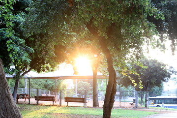 Obraz premium The sun's rays break through the dense foliage of the tree.