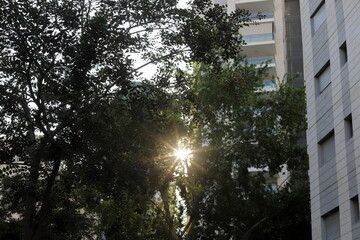 Fototapeta premium The sun's rays break through the dense foliage of the tree.