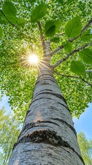 Fototapeta premium Sunlight through the canopy of a birch tree.