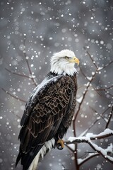 Majestic bald eagle perched on a snowy branch, surrounded by a serene winter landscape, capturing the essence of natures beauty amidst falling snowflakes.