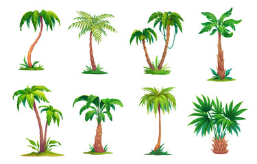 Obraz premium Cartoon jungle palm trees from tropical forest of exotic plants, vector icons. Coconut or banana palm trees with green leaves for Hawaii vacation or Caribbean island and cartoon paradise game