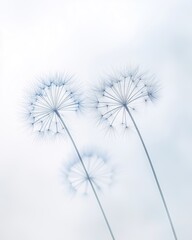 Obraz premium Minimalistische Dandelions auf hellem Hintergrund