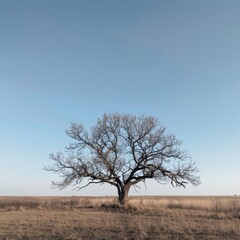 Solitary Leafless Tree Against a Clear Blue Sky in an Expansive Field: Symbol of Resilience and Isolation in Nature&acirc;&euro;&trade;s Serenity