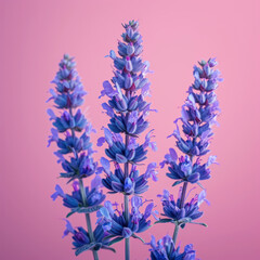 Obraz premium Professional studio shot of vibrant purple Salvia flowers against a pink background, highlighting their delicate beauty and intricate details.