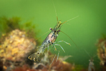 Cold salt water zeeland macro shrimp swimming in Dutch Netherlands scuba dive site. Underwater crustacean wildlife in natural habitat environment