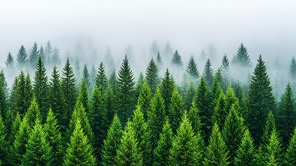 Fototapeta premium Harvest-Ready Pine Trees in a Misty Evergreen Forest at Dawn