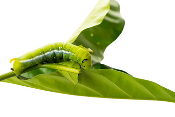 Oleander Hawk Moth Caterpillar (daphnis nerii) feeding on a green leaf.