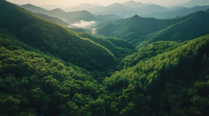 Fototapeta premium A lush green forest with a mountain range in the background