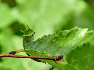 Two tailed Pasha caterpillar. Charaxes jasius