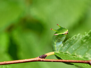 Two tailed Pasha caterpillar. Charaxes jasius