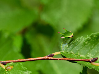 Two tailed Pasha caterpillar. Charaxes jasius