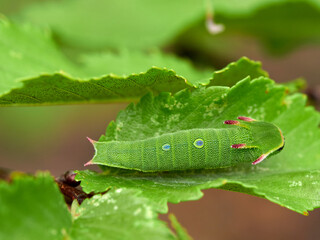 Two tailed Pasha caterpillar. Charaxes jasius