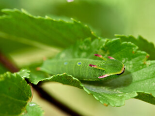 Obraz premium Two tailed Pasha caterpillar. Charaxes jasius