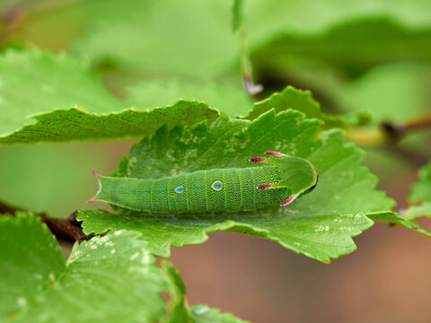 Two tailed Pasha caterpillar. Charaxes jasius