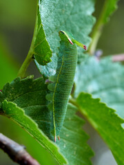 Two tailed Pasha caterpillar. Charaxes jasius