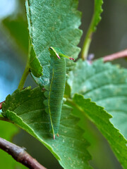 Two tailed Pasha caterpillar. Charaxes jasius