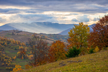 Fototapeta premium rural area of carpathian mountains in autumn. dramatic morning with cloudy weather. trees in colorful foliage. landscape with hills rolling in to the distance. outdoor adventure