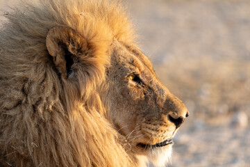 Etosha lion © William