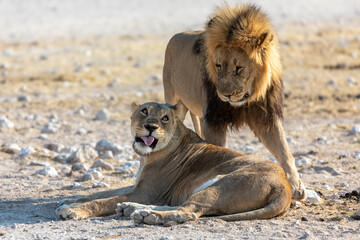 lion and lioness