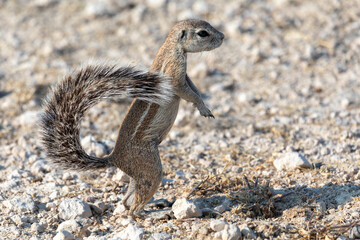 Ground squirrel