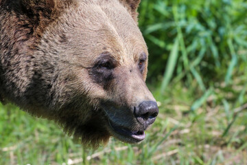 Obraz premium Brown Bear at the Kicking Horse Rehabilitation Reserve