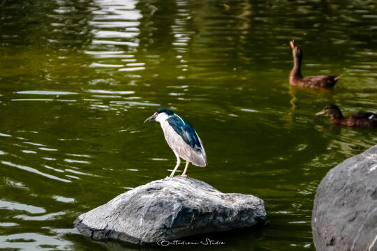 Momento de tranquilidad: Garza nocturna observando el agua