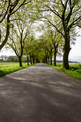 Road through the forest in Germany.
