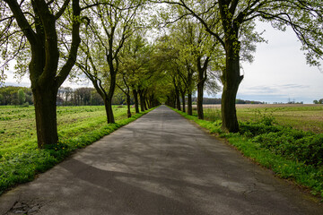 Road through the forest in Germany.