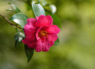 Obraz premium 赤いサザンカ