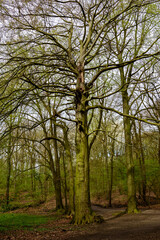 Obraz premium Road through the forest in Germany.