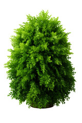 Fototapeta premium Vibrant Green Thuja Tree Isolated on White Background