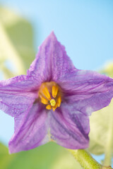 Flower of white eggplant (Solanum melongena) in Japan in October