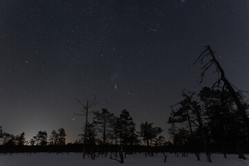 Winter forest with low trees, night scene with starry sky. Nature of Estonia.