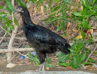 Majestic Black Hen Standing Amidst Lush Greenery in a Natural Setting