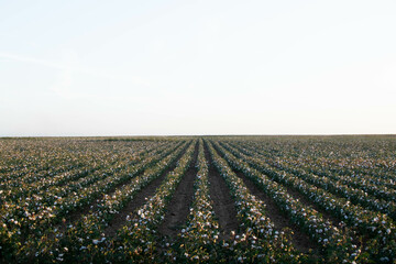 Cotton Field at Dusk: Rows of Cotton Plants Under a Pale Sky