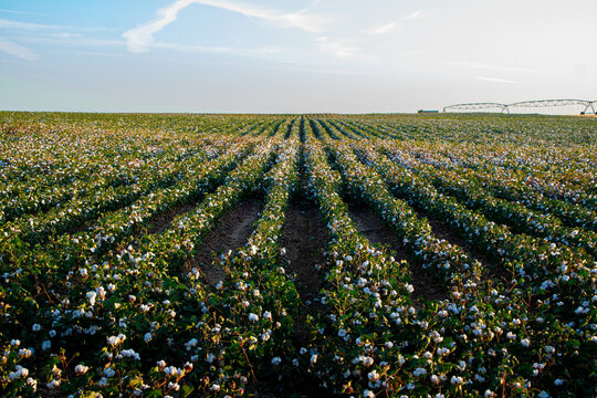 Cotton Field Landscape at Sunset