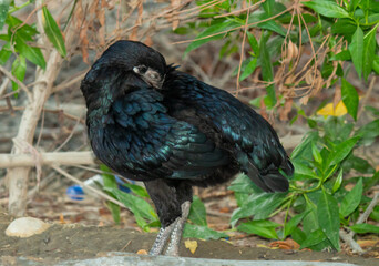 Black Hen in Natural Habitat, Preening Under Foliage