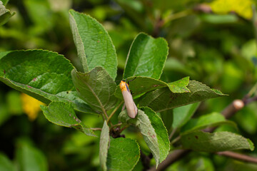 A small ermine moth takes a break from flying, clinging to an apple leaf. The insect blends in perfectly with the green of its surroundings. A close-up of a cute moth on a leaf.