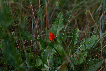 A small orange butterfly with closed wings rests on a green leaf in the grass. The bright color of the butterfly stands out against the green background of the meadow. Cute butterfly in the meadow.