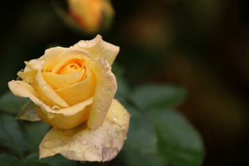 weiße rose  trauerkarte
