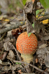 Poisoner fly mushroom in the wood