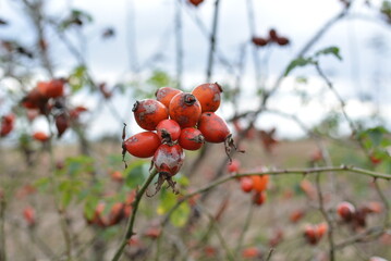 Red rosehip berries