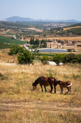 Horses Infront of the Walls and towers at Cerco de Artajona, 12th century, medieval fortress over...