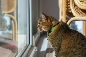 Cat looking outside through glass door