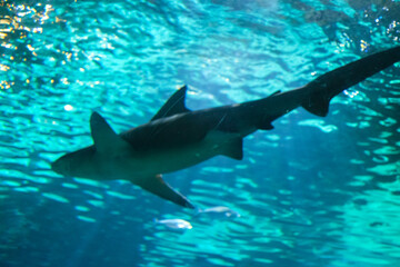 Fototapeta premium Shark