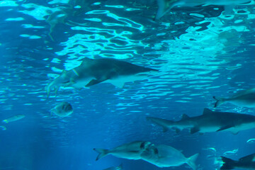 Fototapeta premium Shark