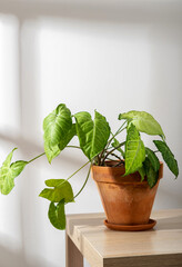Indoor plants Syngonium in terracotta  ceramic pot on the table near the sunny window. Indoor gardening, botany hobby.