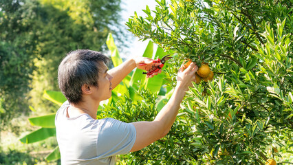 Gardener harvests tangerine oranges in an orchard.