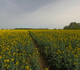 Rapeseed field with yellow flowers. Landscape